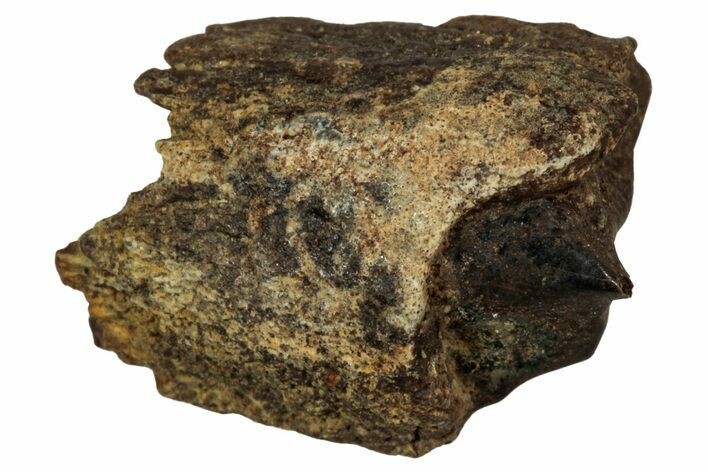 Fossil Dinosaur (Triceratops) Shed Tooth - Montana #339749